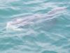 5-23 - Ocean Sunfish (Mola Mola)