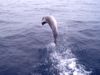 7-2 - Porpoise free-jumping off bow of the Karen Ann II.